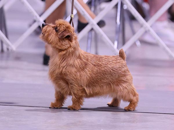 image of Norfolk Terrier