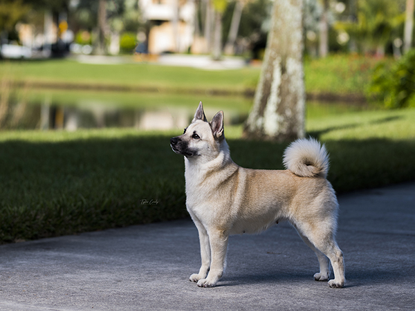 image of Norwegian Buhund