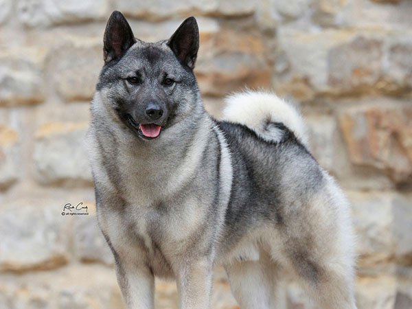 image of Norwegian Elkhound