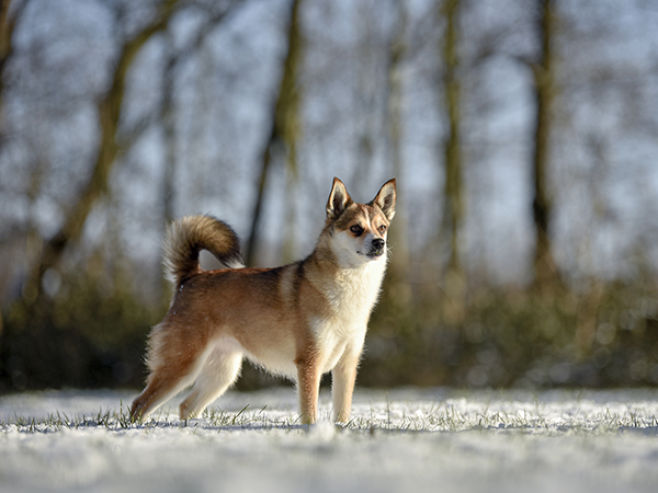 image of Norwegian Lundehund