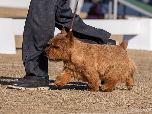 image of Norwich Terrier