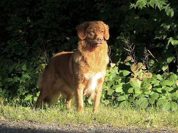 image of Nova Scotia Duck Tolling Retriever