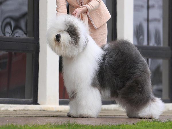 image of Old English Sheepdog