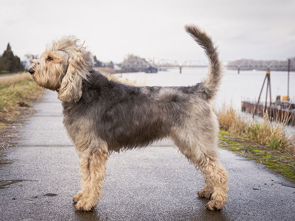 image of Otterhound