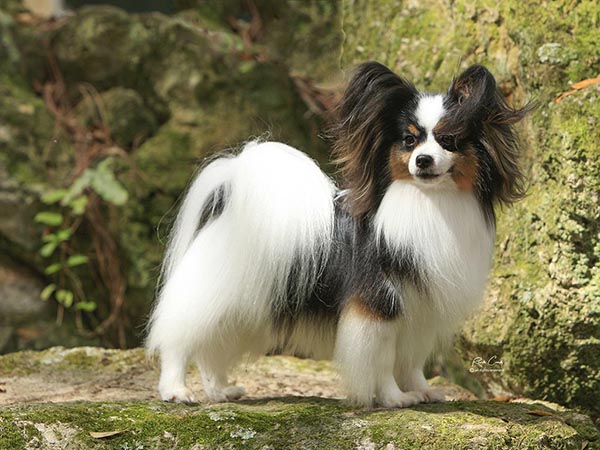 image of Papillon