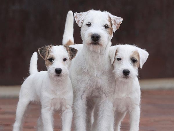 image of Parson Russell Terrier