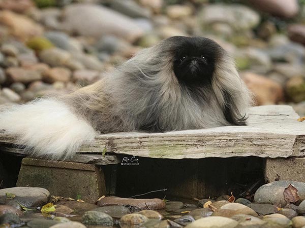 image of Pekingese