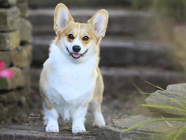 image of Pembroke Welsh Corgi