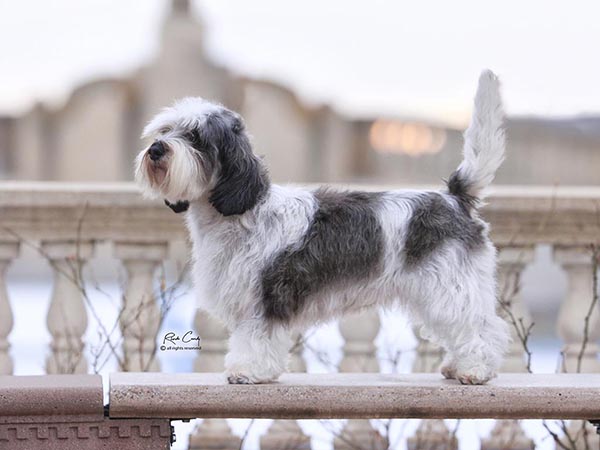 image of Petit Basset Griffon Vendeen