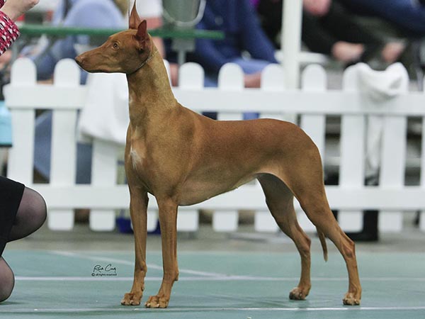 image of Pharaoh Hound