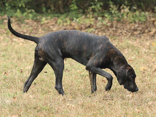 image of Plott Hound