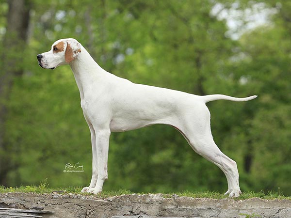 image of Pointer