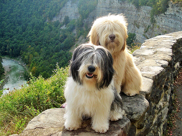 image of Polish Lowland Sheepdog