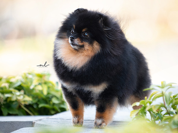 image of Pomeranian