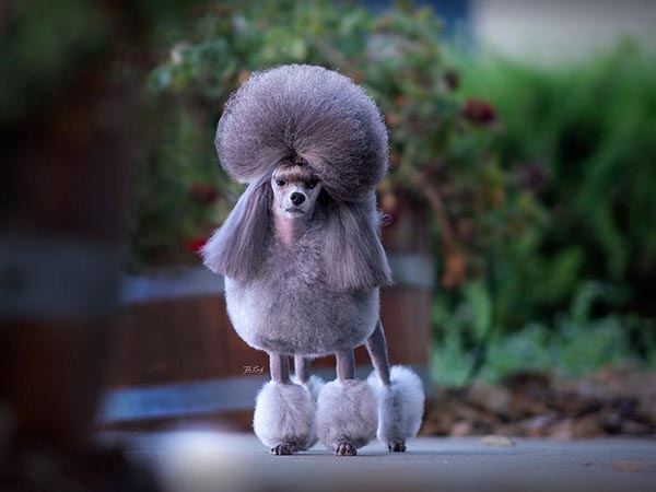 image of Poodle (Toy)