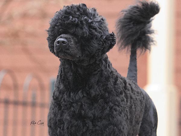 image of Portuguese Water Dog