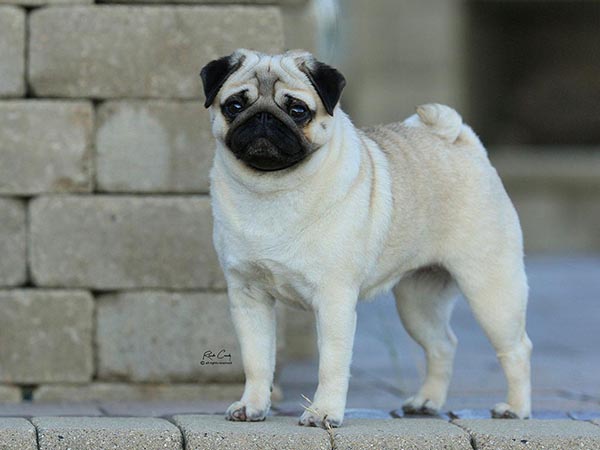 image of Pug