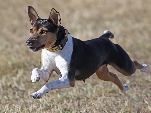 image of Rat Terrier