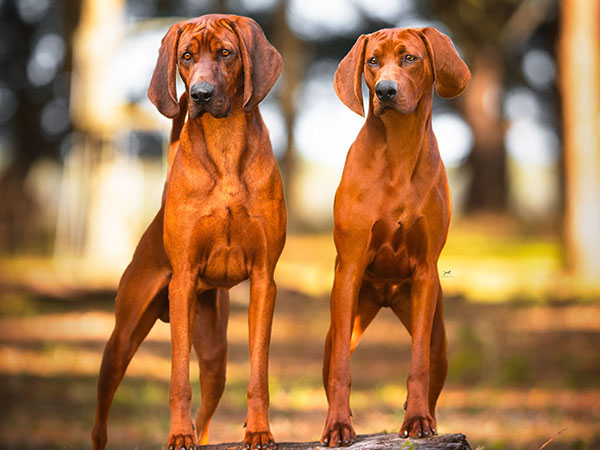 image of Redbone Coonhound