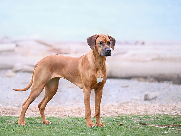 image of Rhodesian Ridgeback