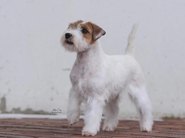 image of Russell Terrier