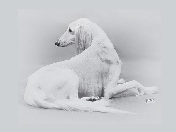 image of Saluki