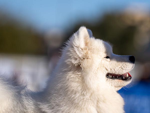 image of Samoyed