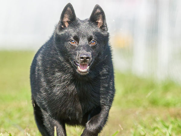 image of Schipperke