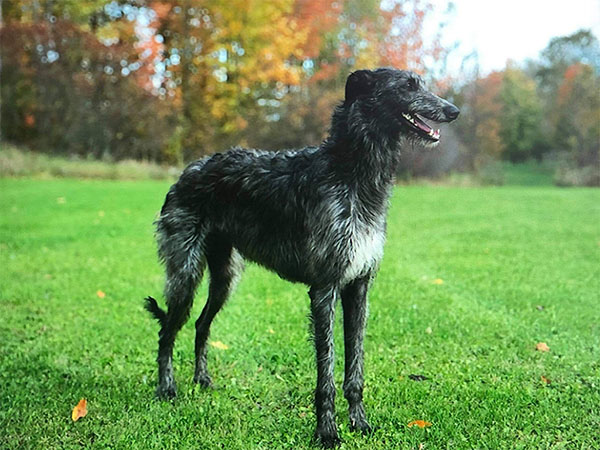 image of Scottish Deerhound