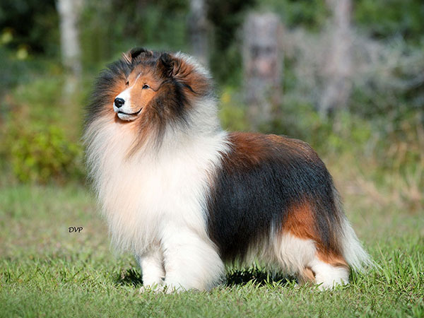 image of Shetland Sheepdog