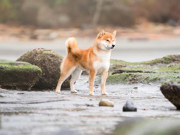 image of Shiba Inu