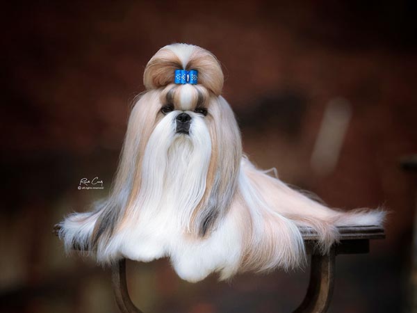 image of Shih Tzu