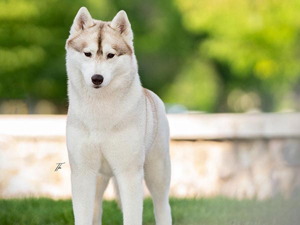 image of Siberian Husky