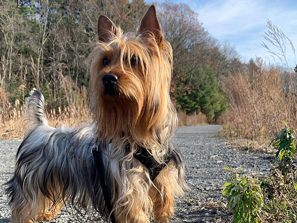 image of Silky Terrier