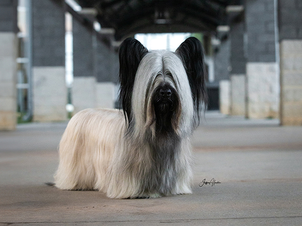 image of Skye Terrier