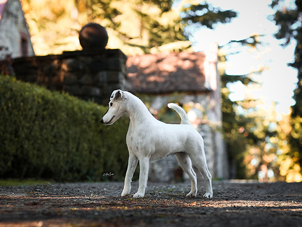 image of Smooth Fox Terrier