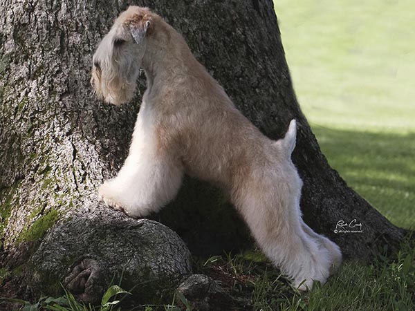 image of Soft Coated Wheaten Terrier