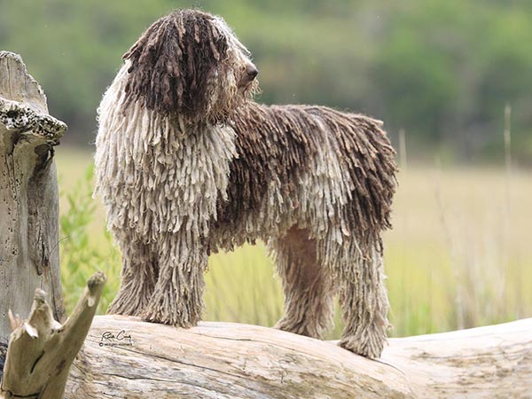 image of Spanish Water Dog