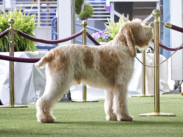 image of Spinone Italiano