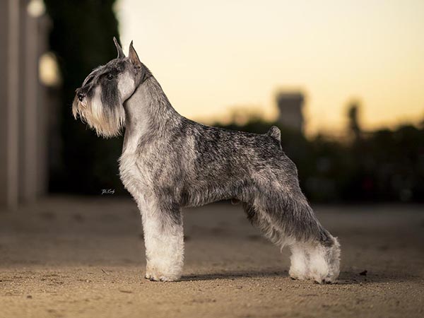 image of Standard Schnauzer