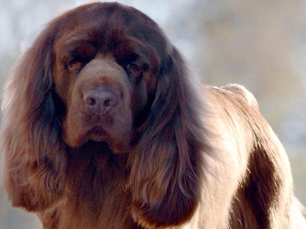 image of Sussex Spaniel