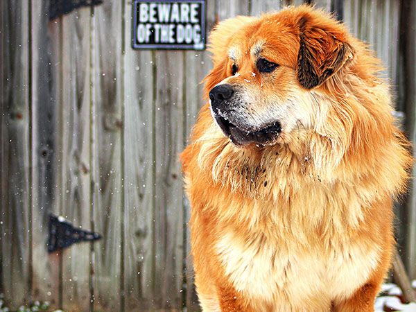 image of Tibetan Mastiff