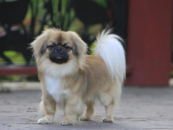 image of Tibetan Spaniel