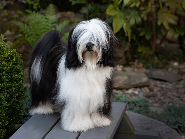 image of Tibetan Terrier