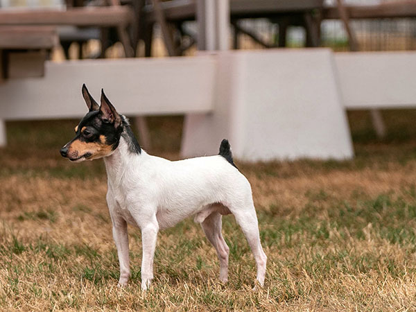 image of Toy Fox Terrier