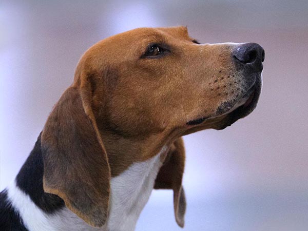 image of Treeing Walker Coonhound