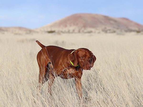 image of Vizsla