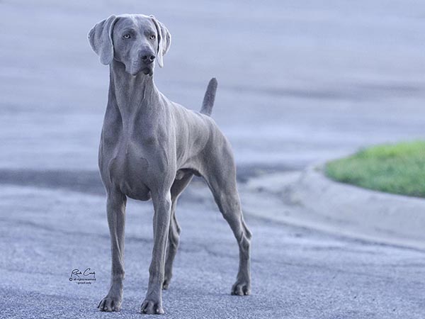 image of Weimaraner