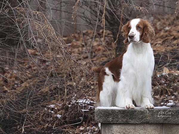 image of Welsh Springer Spaniel