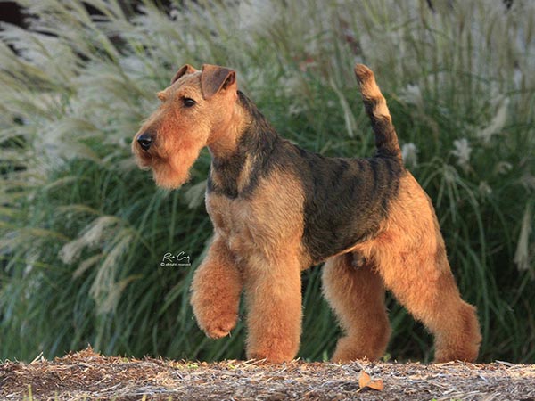 image of Welsh Terrier